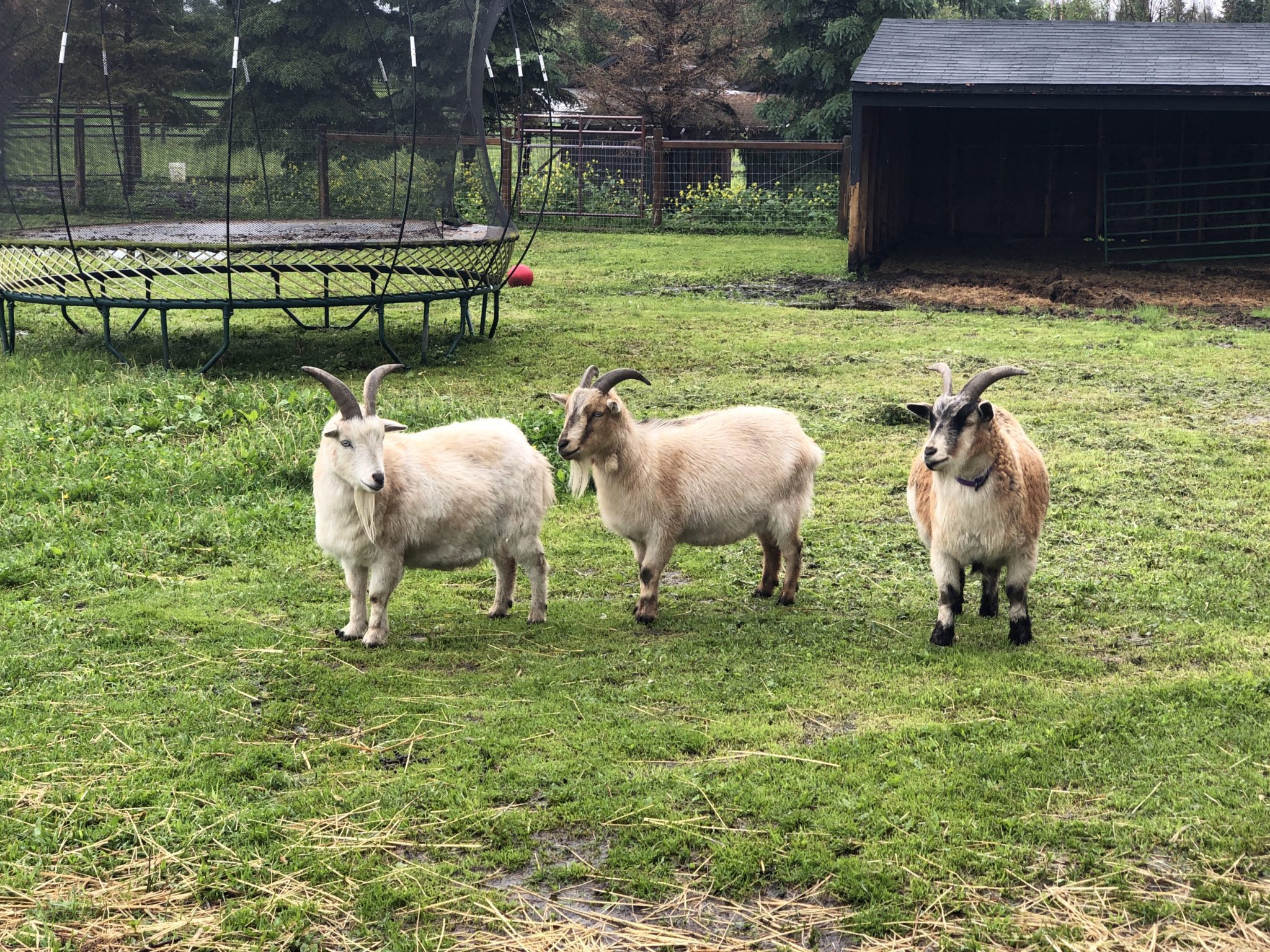 Happy Acres UPick Spruce Grove, AB Media Wizard Studios Inc.